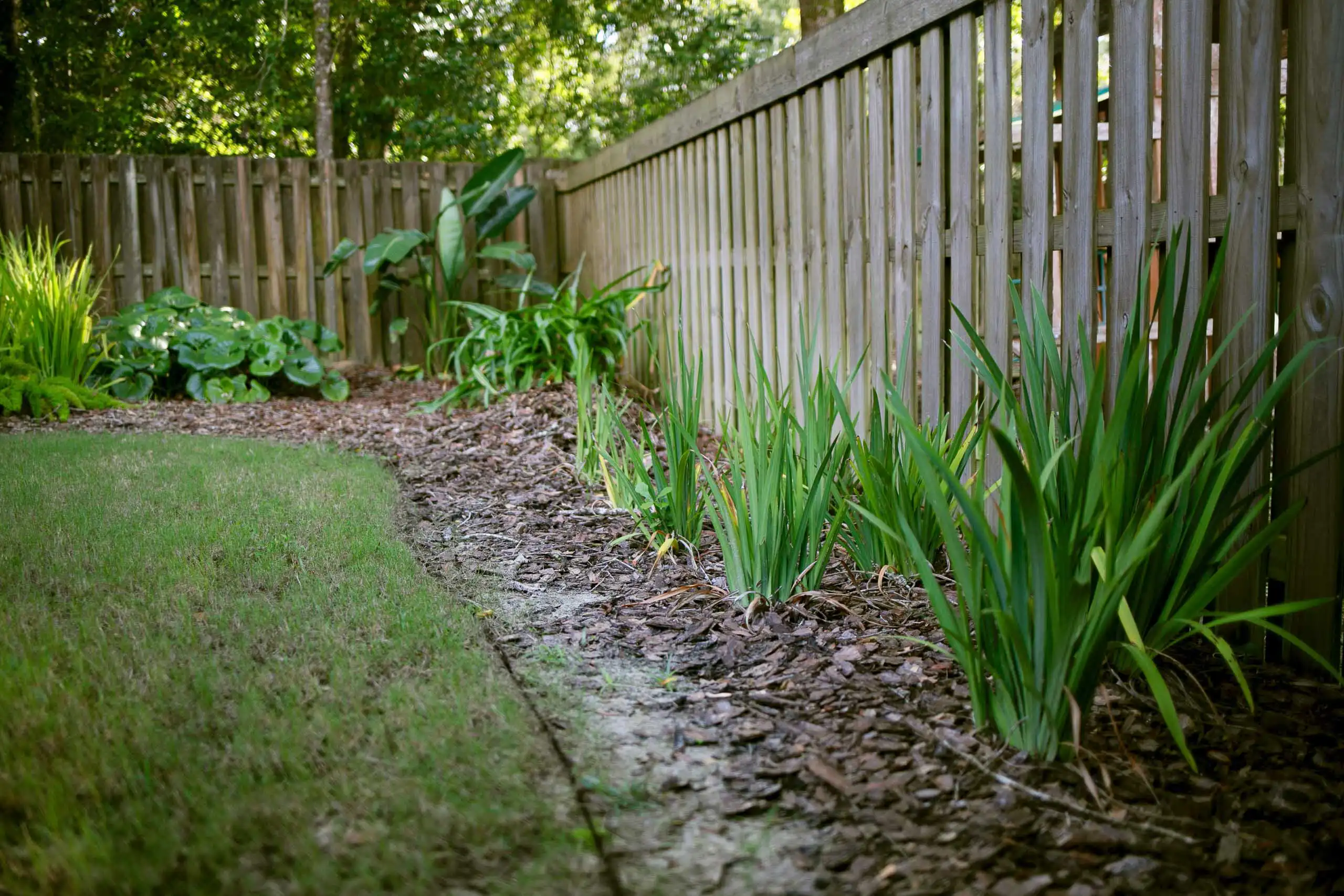 A mulched garden bed running along a wood privacy fence, with clumps of strappy green foliage (looks like iris or daylily) planted in bark mulch, a hosta-and-fern shade bed in the background, and a curving lawn edge on the left.