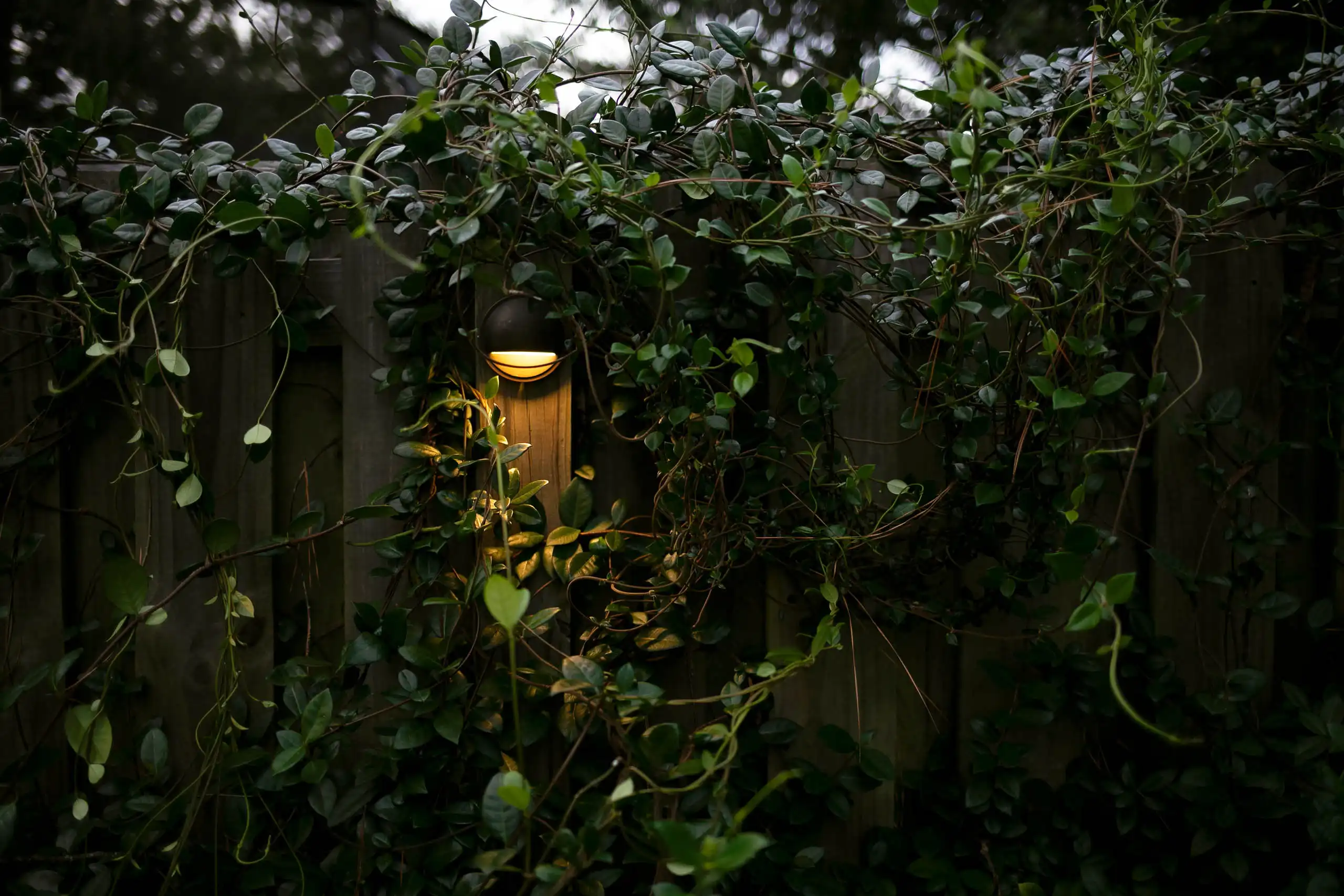 Backyard landscaping ideas using a vine-covered fence and lighting.