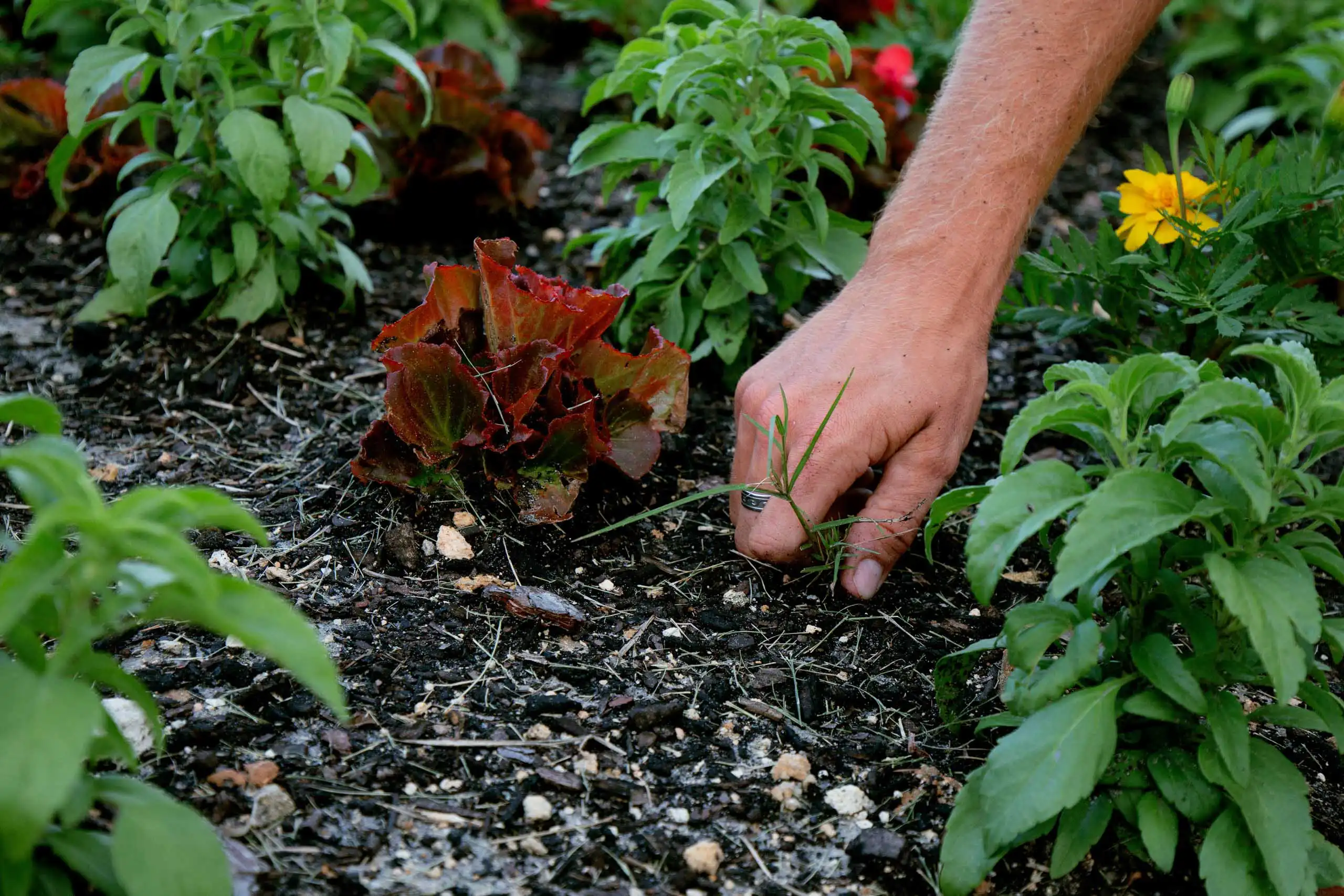 A person pulling weeds out of the ground