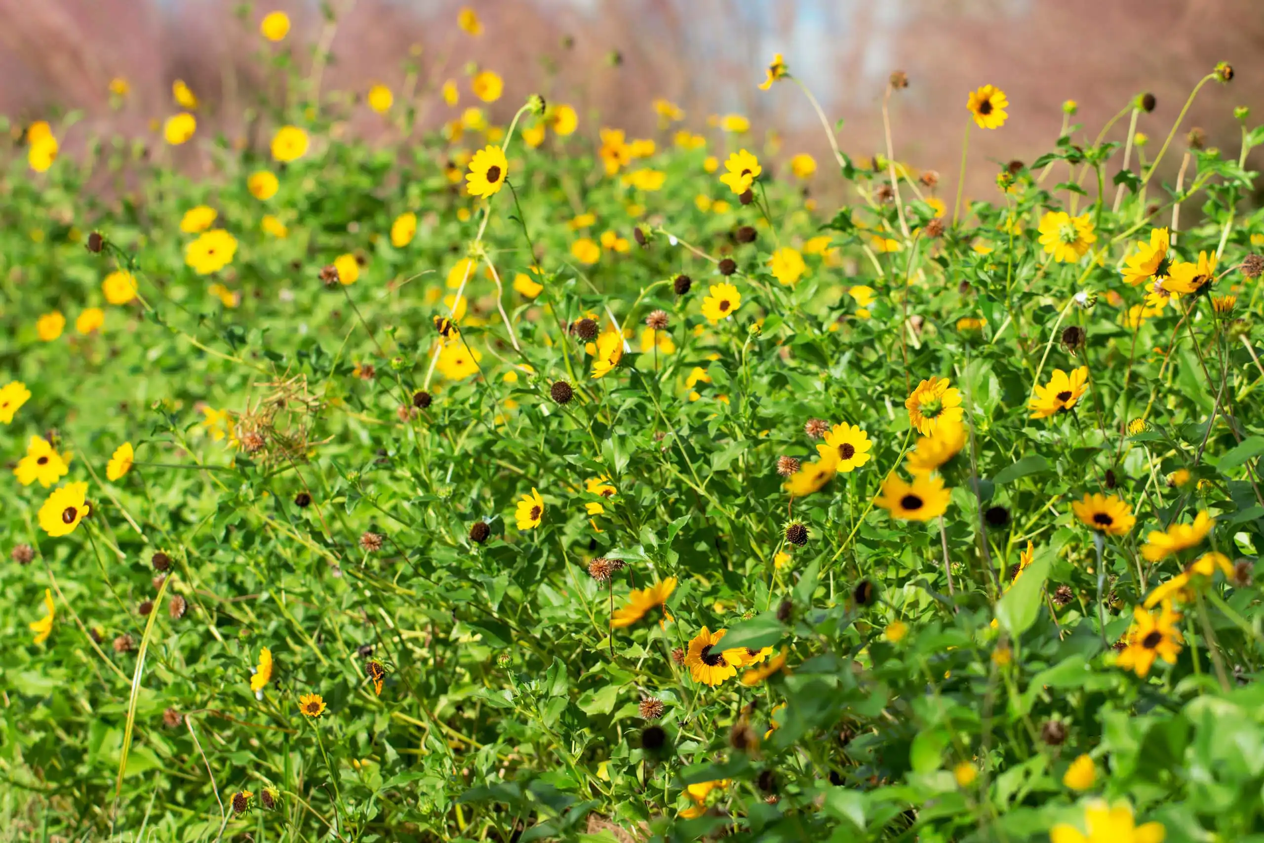 Black eyed Susans to laid out as part of a butterfly garden.