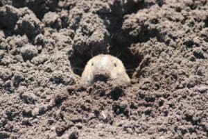 Pocket Gopher coming out of the ground