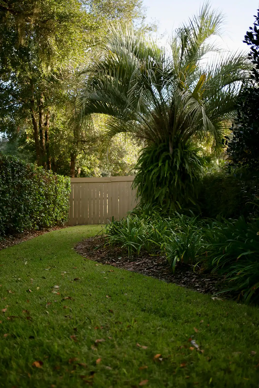 Lush groundcover in a shaded backyard.