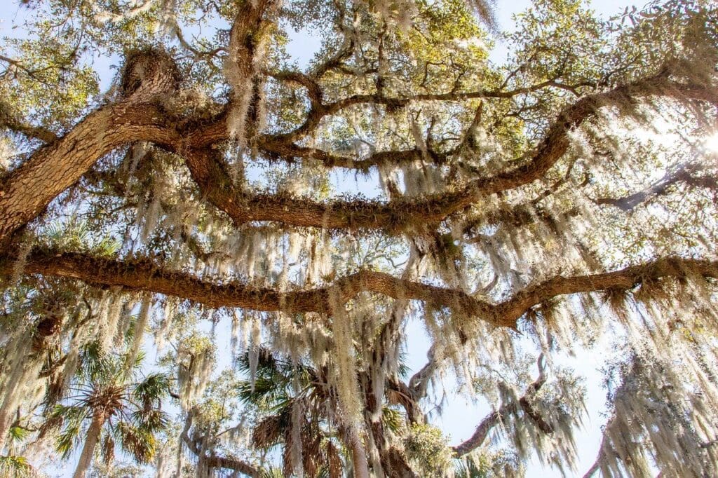 Spanish Moss