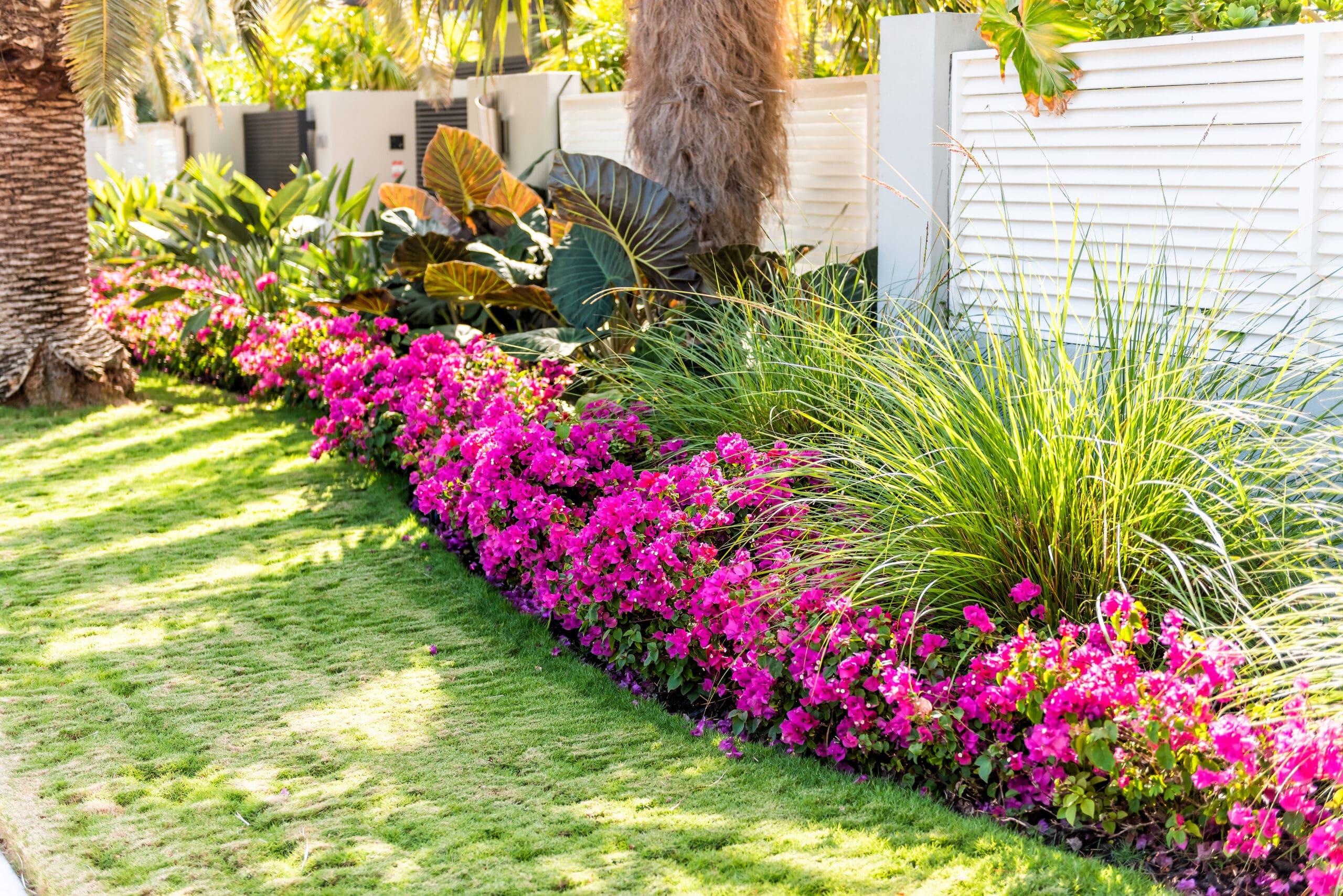 A tropical garden bed lined with bright pink bougainvillea flowers, lush ornamental grasses, and large leafy plants beside a manicured green lawn. The space is bordered by palm trees and a modern white privacy fence, creating a vibrant and sunny backyard vibe.