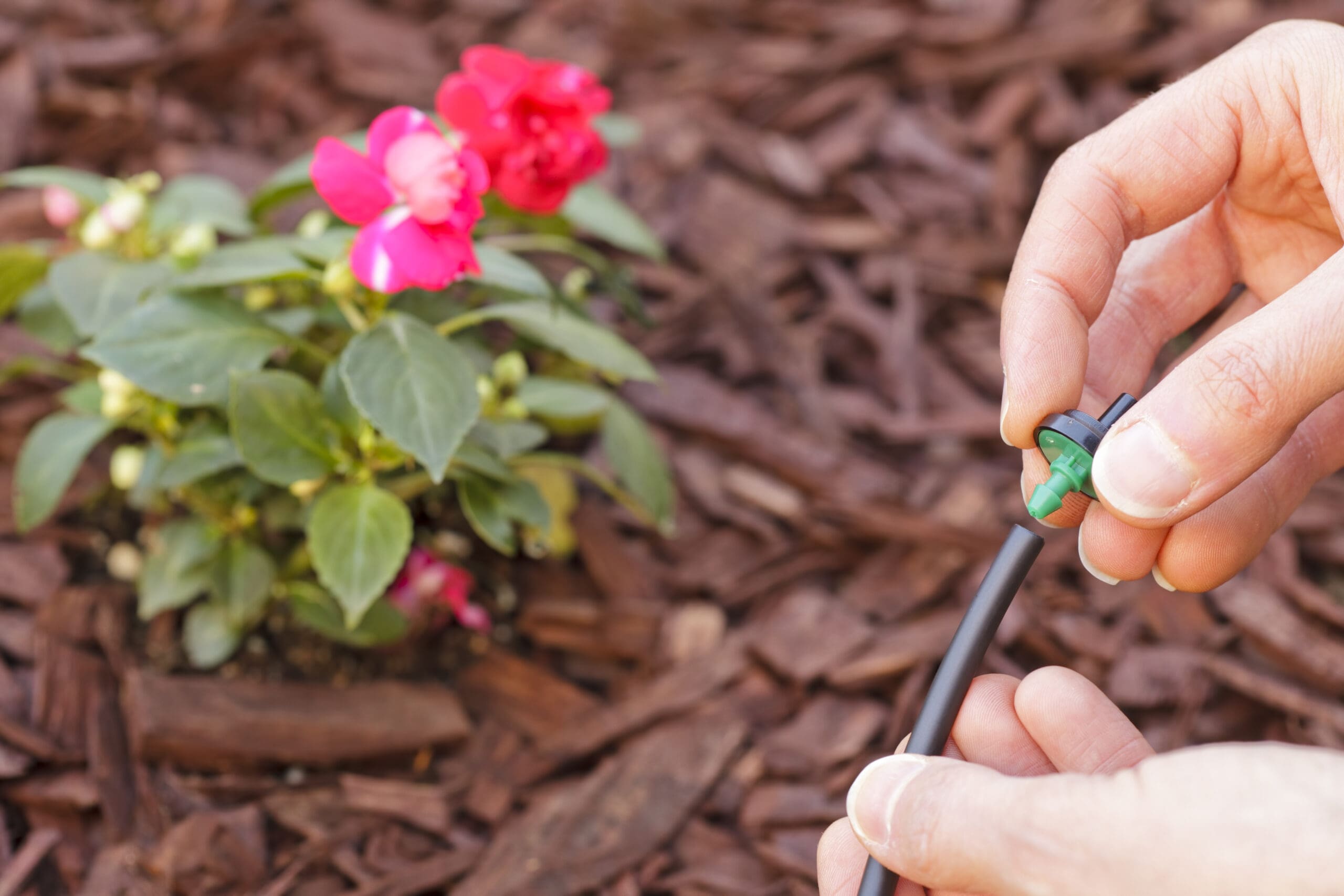 Close-up of a person’s hands connecting a green drip irrigation emitter to a black hose in a mulched garden bed, with a blooming pink flower plant nearby. The image highlights the setup of a water-efficient irrigation system for individual plant care.