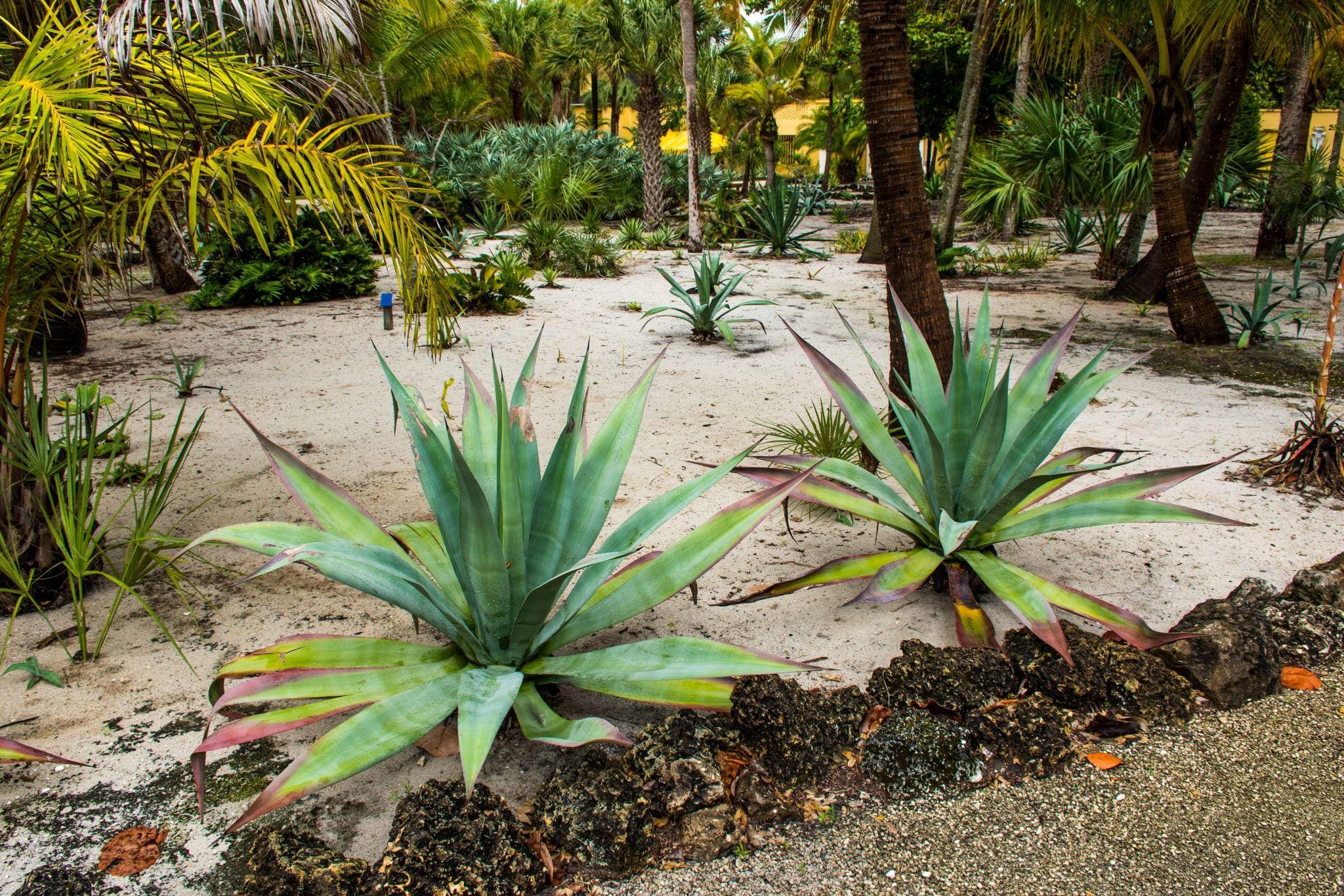 A scenic view of residential buildings beside a tranquil pond, with palm trees and vibrant green landscaping.