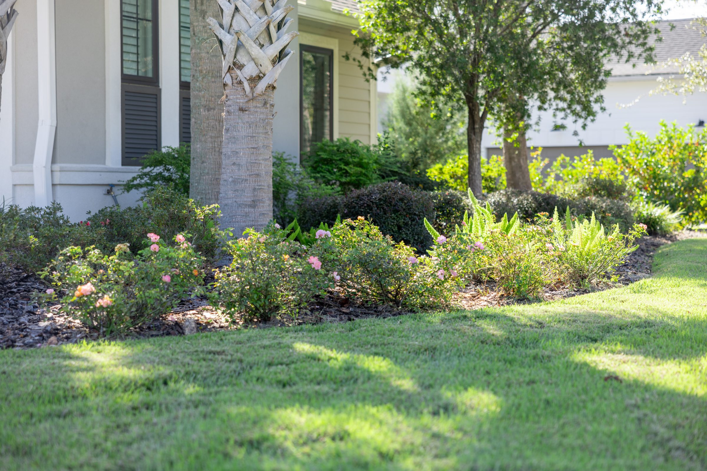 Sunlit landscaped garden with palm tree and pink rose bushes
