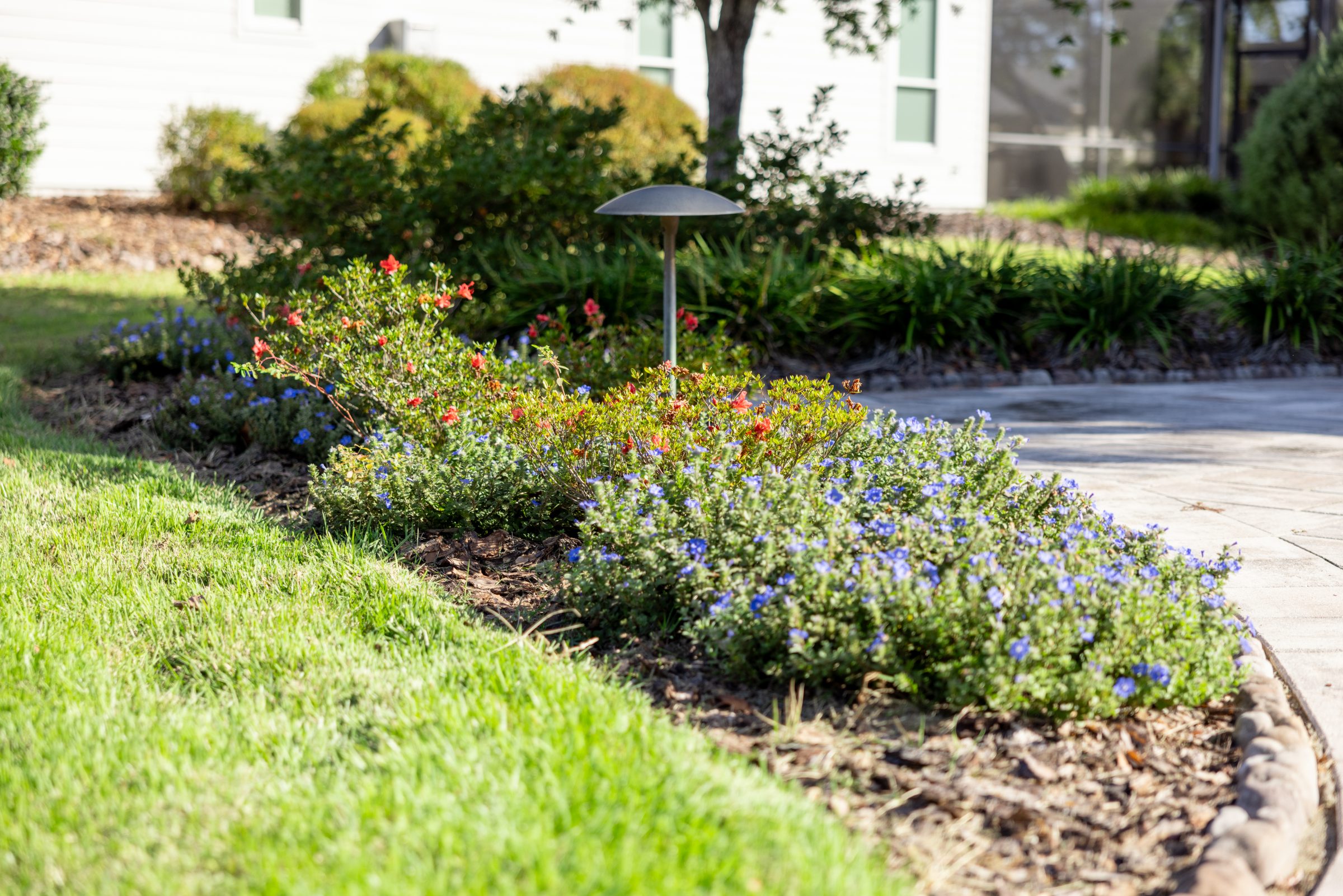 Flowering garden bed beside a sunlit residential walkway