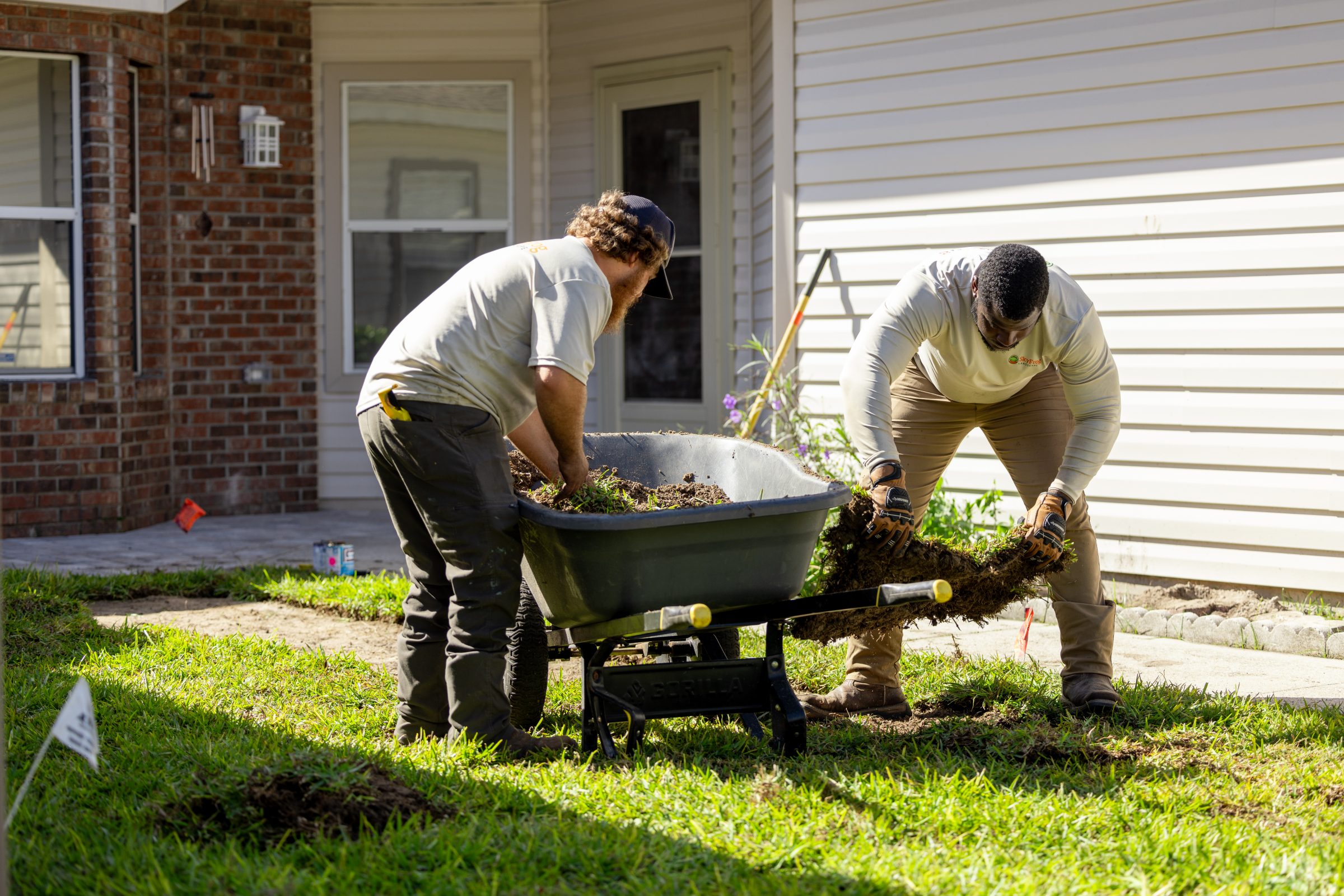 Two landscapers load sod into a wheelbarrow.