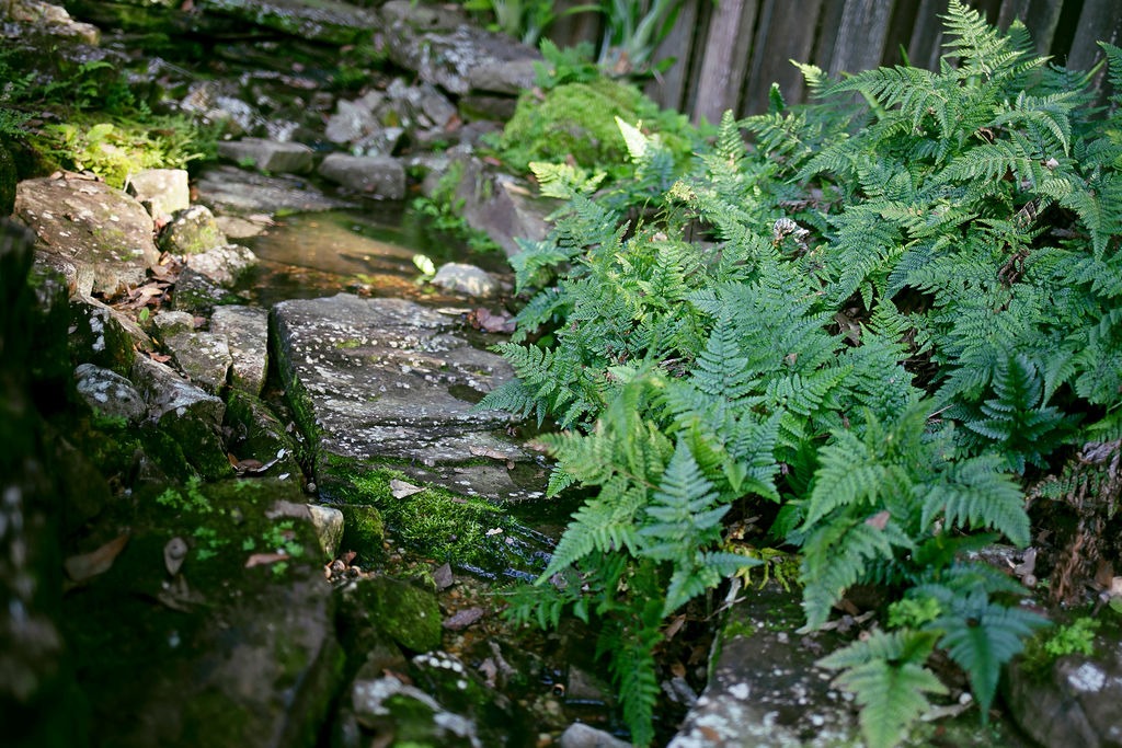 Lush ferns beside mossy stone steps and stream