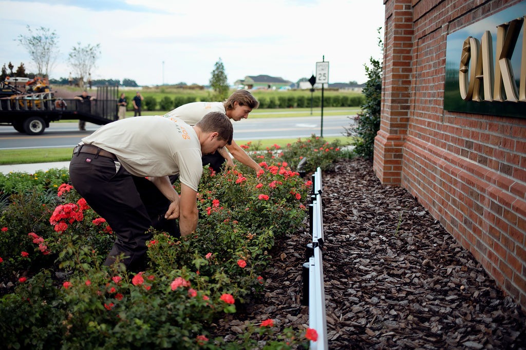Two workers tending rose bushes beside brick building