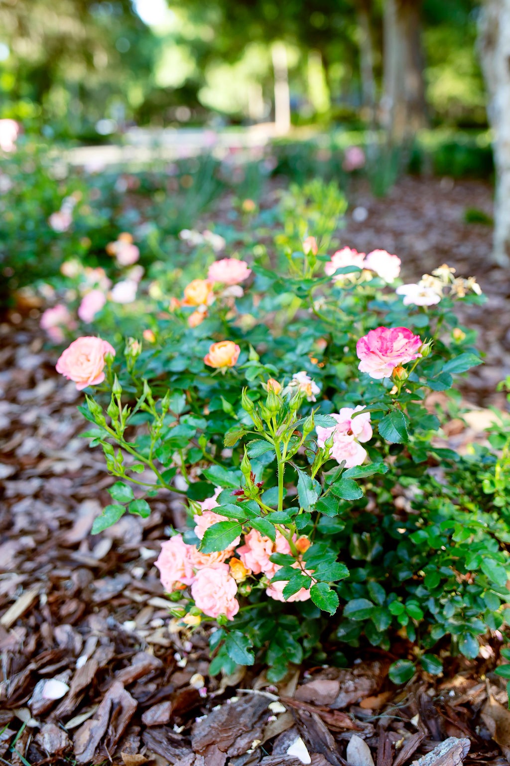 Pink roses blooming in a sunlit garden bed