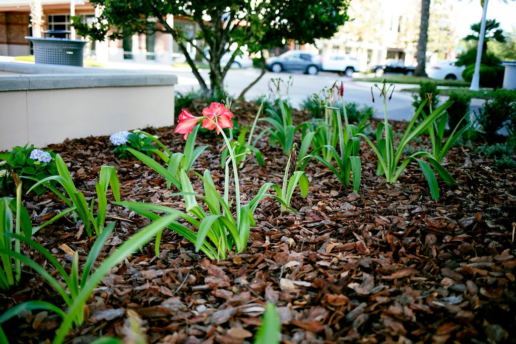 Red amaryllis blooms in a mulched urban garden bed