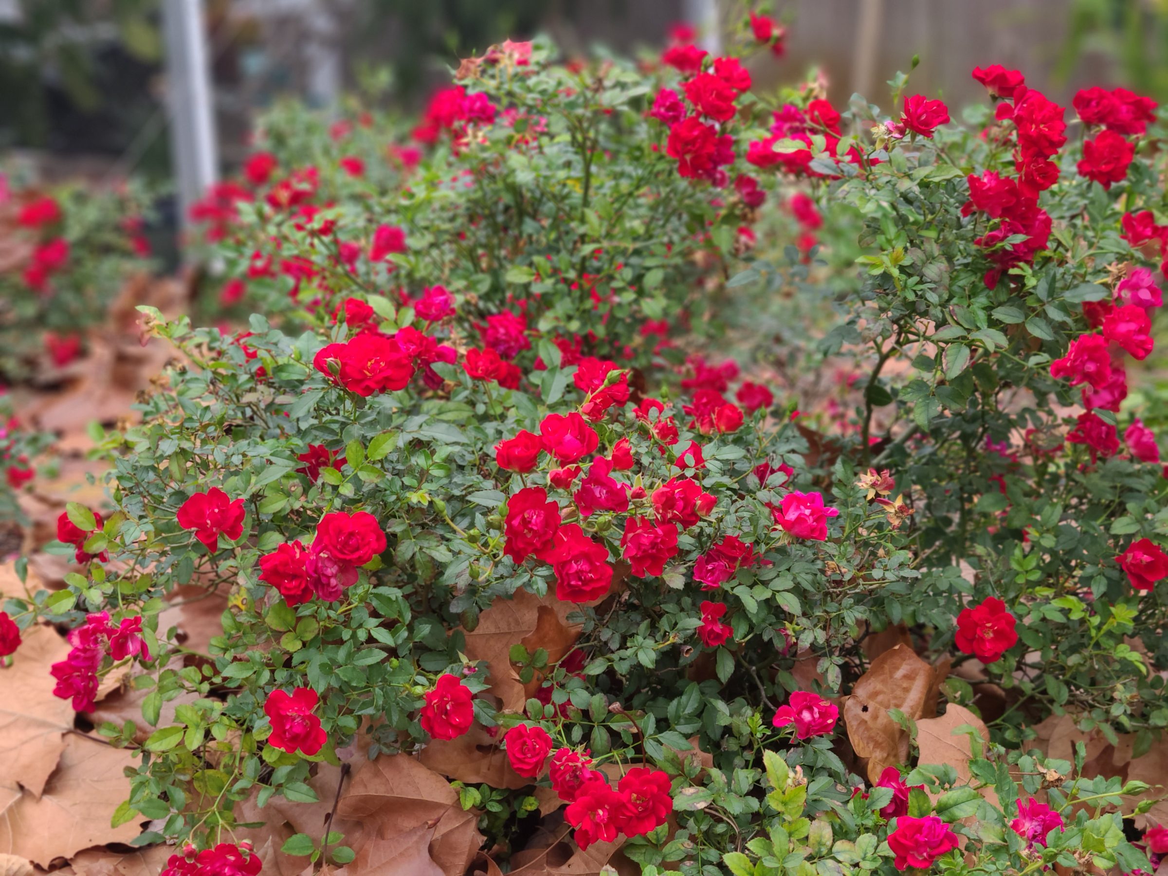 Vibrant red roses blooming among green foliage