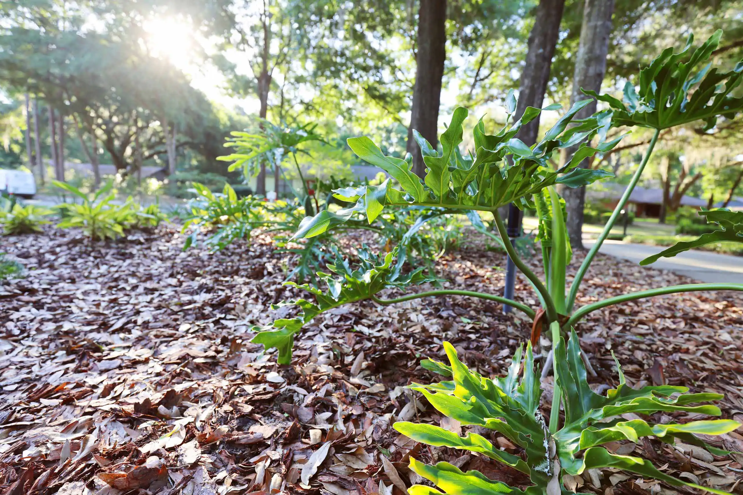 Sunlit tropical foliage in a wooded garden