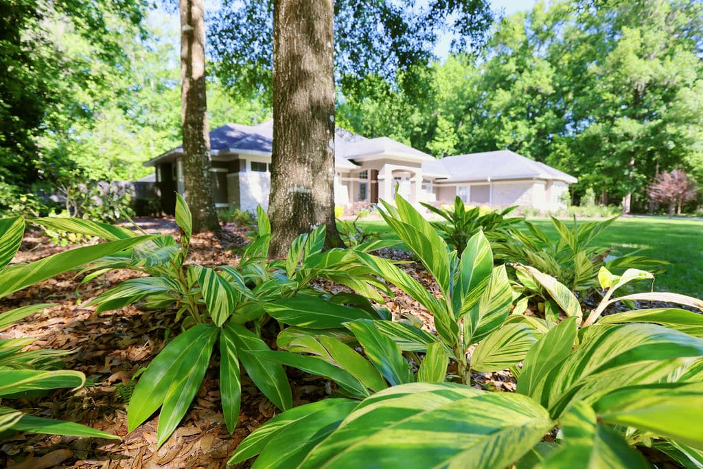 Variegated garden plants beneath trees beside a suburban home