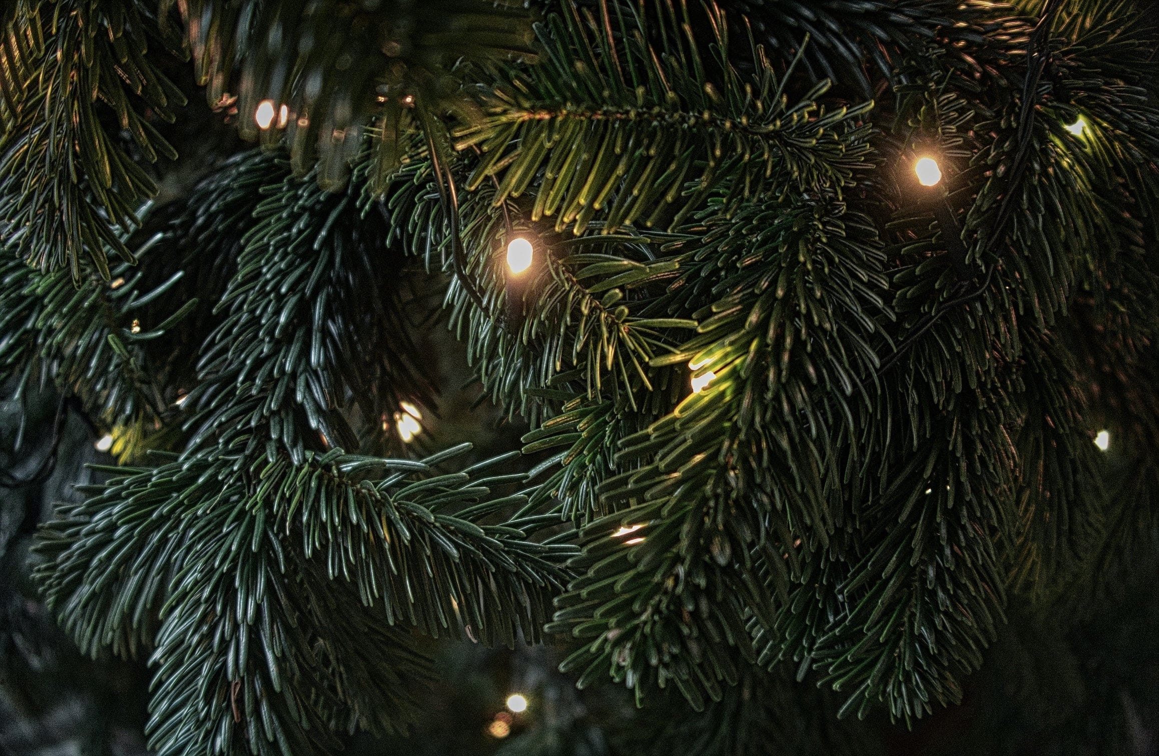 Warm string lights glow among dark green evergreen branches.