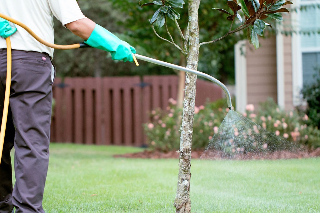 Gardener spraying a young tree in a residential yard