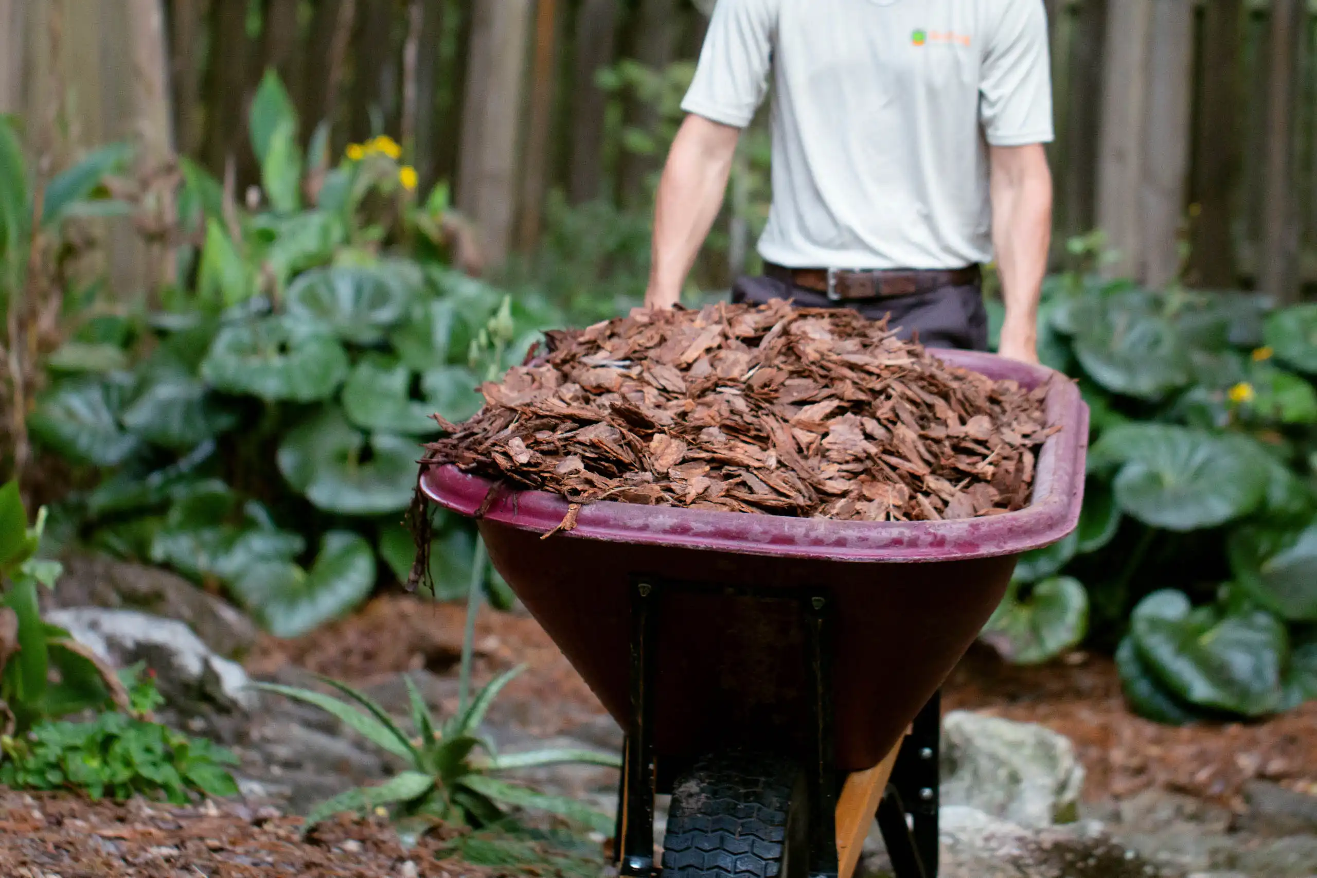 Gardener pushes wheelbarrow filled with mulch through lush garden