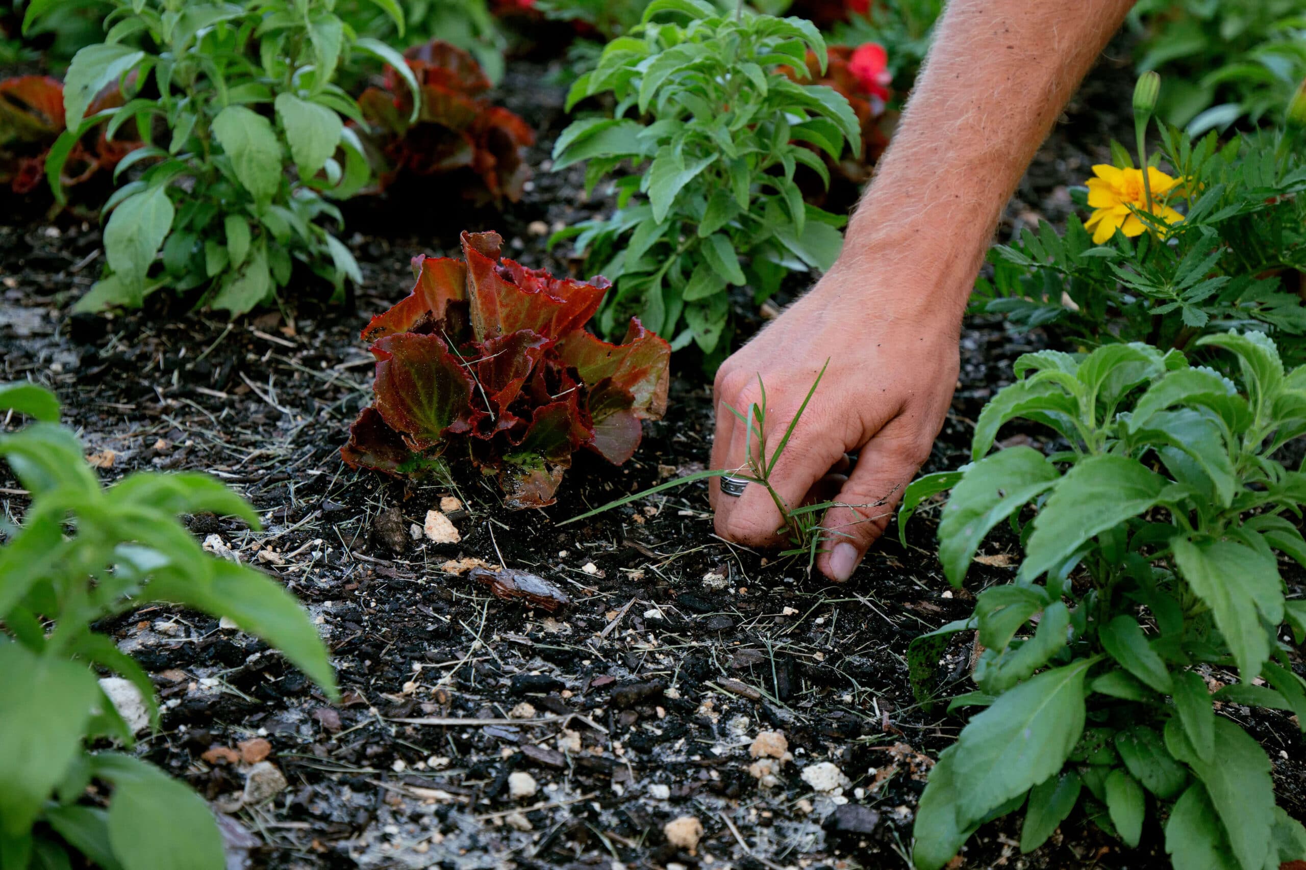 SkyFrog gardening