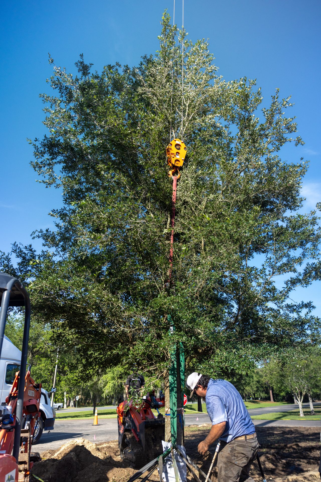 Worker installs large tree using crane and straps