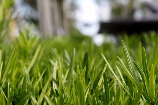 Close-up of fresh green grass blades outdoors