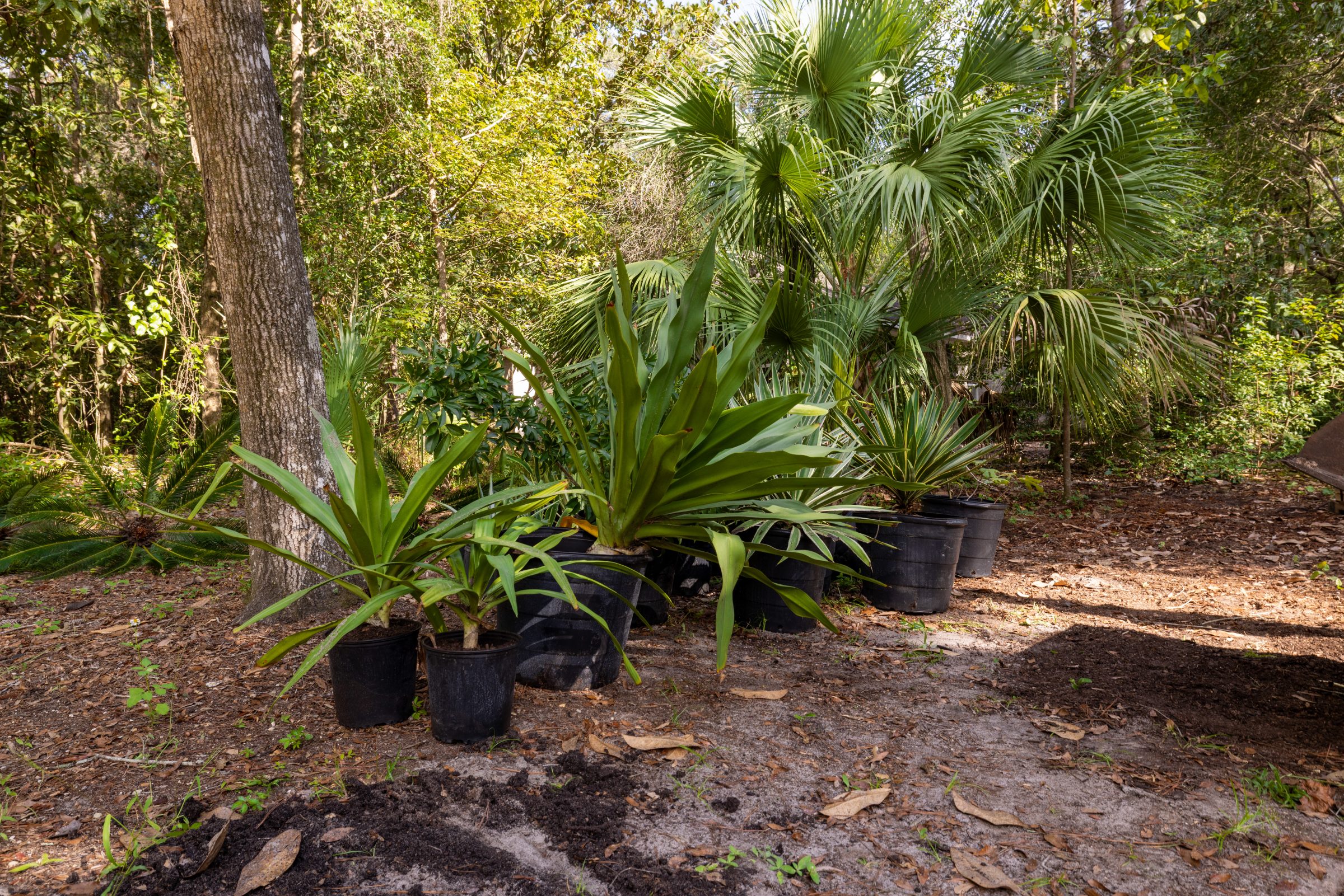 Potted tropical plants in a sunlit woodland garden
