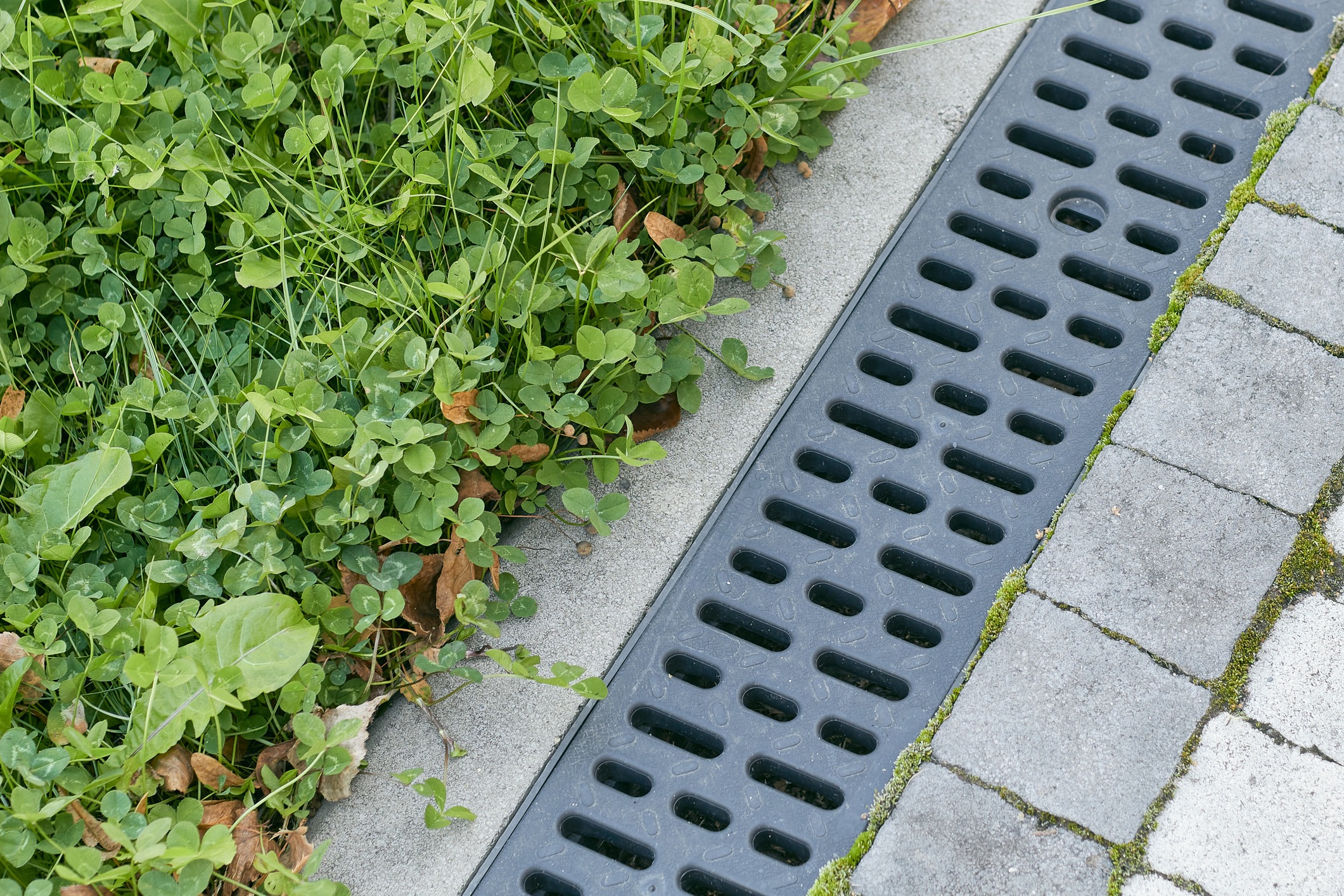 Storm drain grate beside clover and paved sidewalk