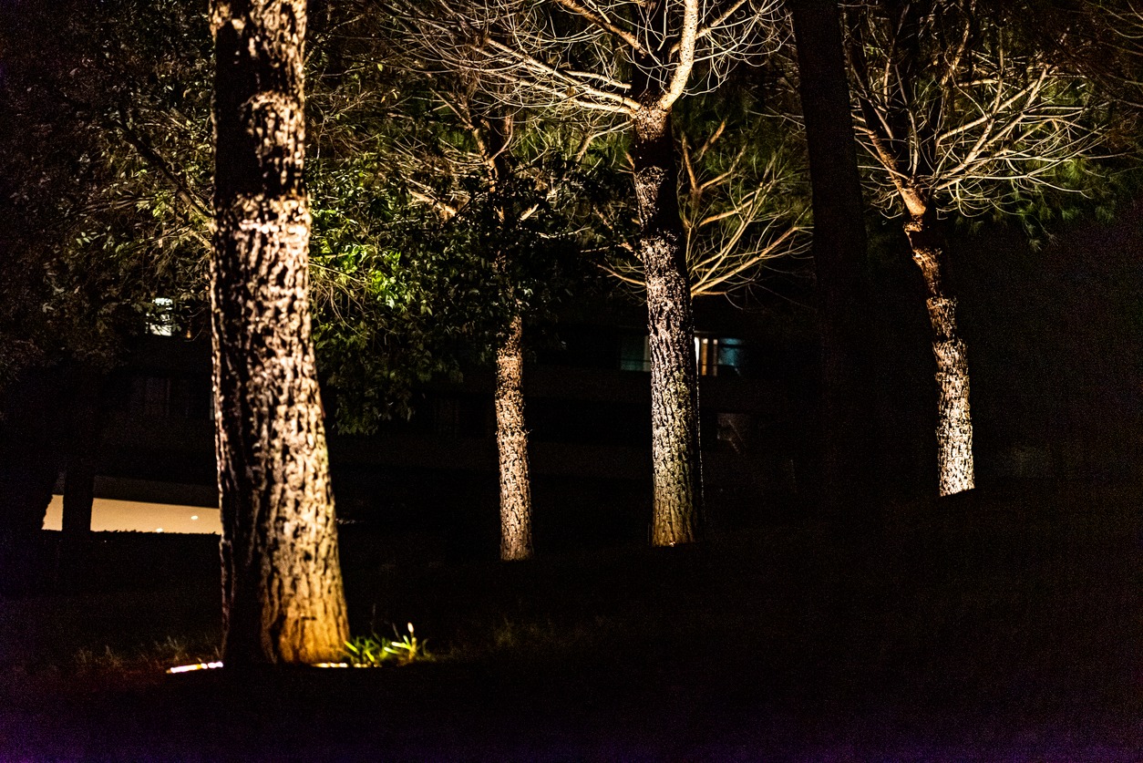 Trees illuminated at night in a dark wooded area