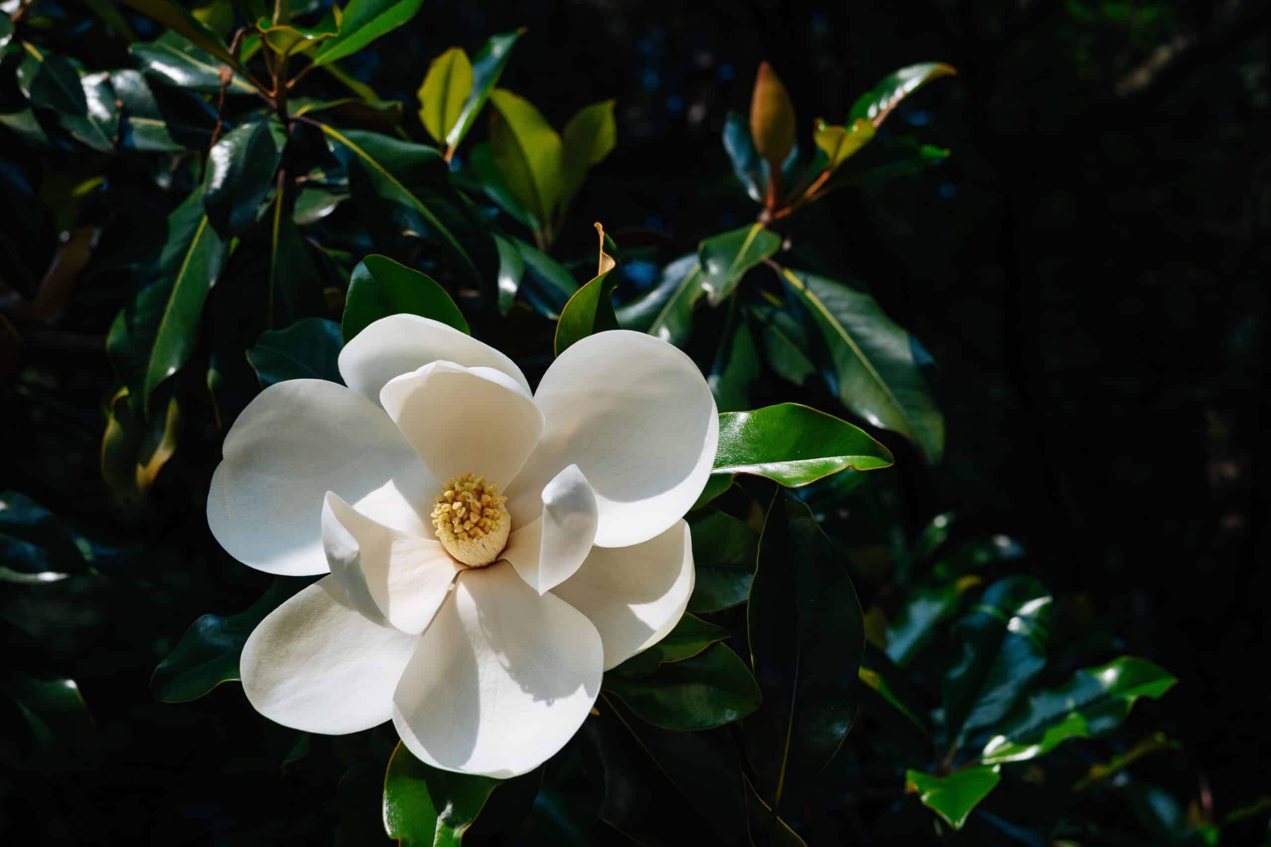 White magnolia bloom among glossy green leaves
