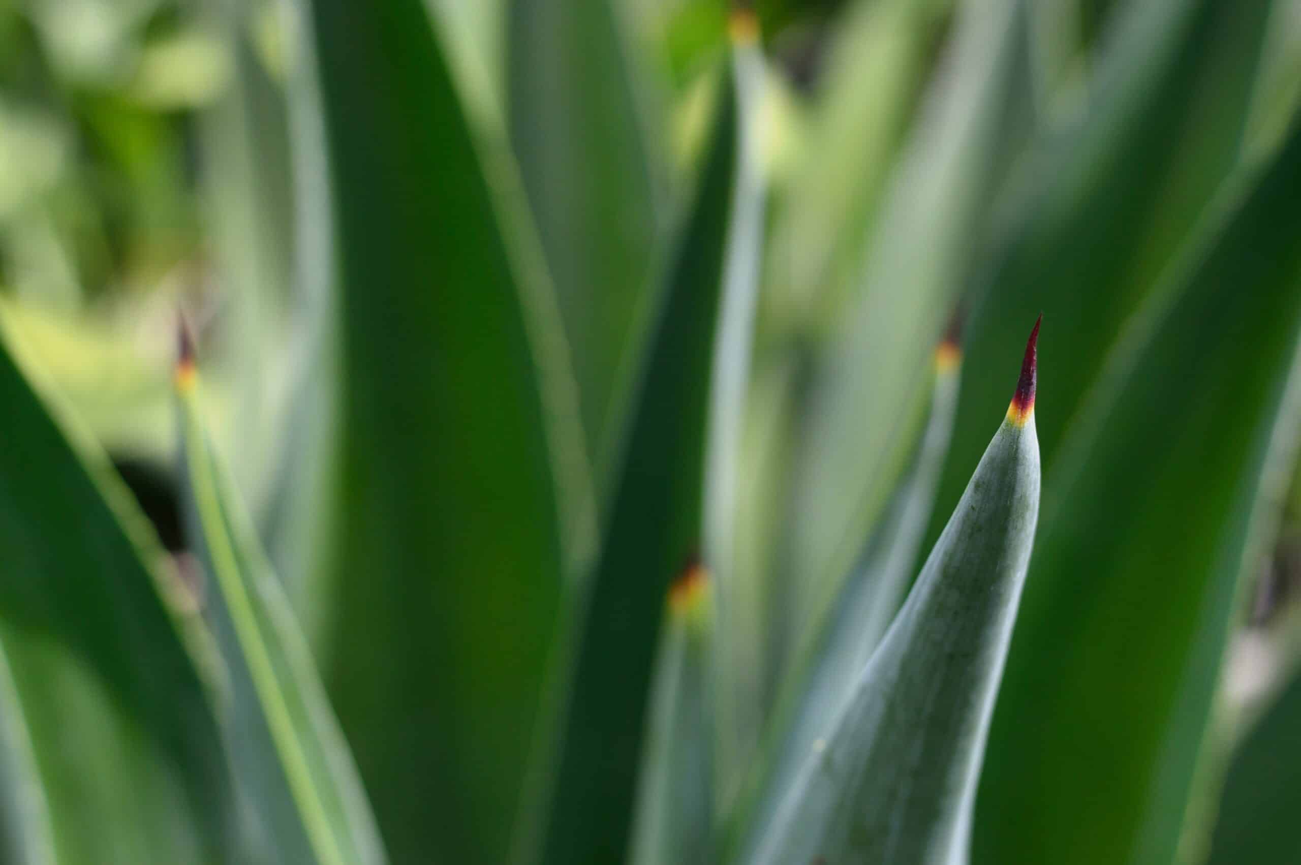 Close-up of pointed green leaves with reddish tips
