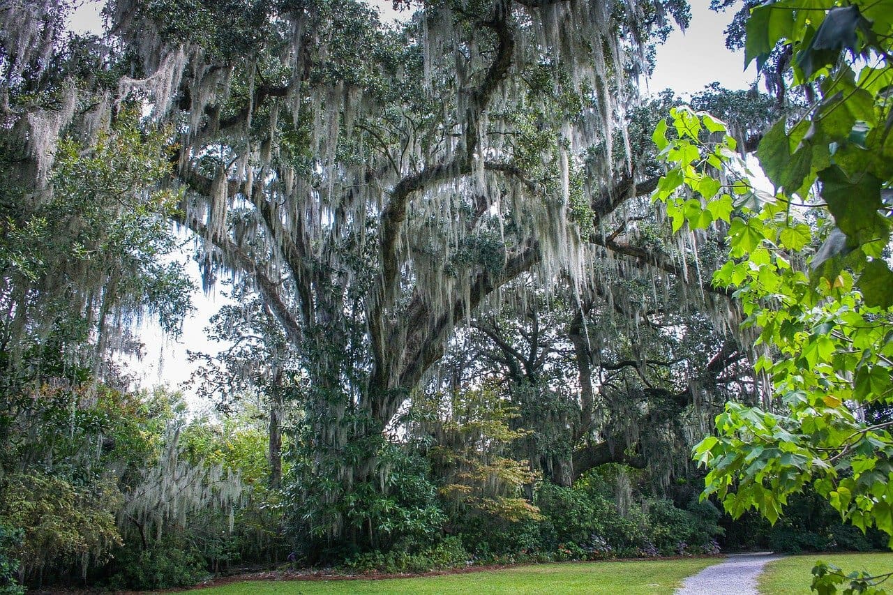 How to Toss Your Spanish Moss